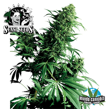 Sensi Seeds Shiva Shanti 1