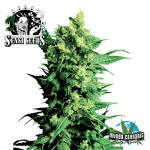 Sensi Seeds Shiva Shanti 2