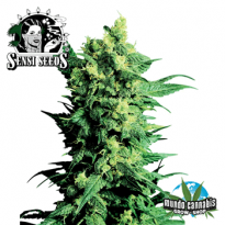 Sensi Seeds Shiva Shanti 2