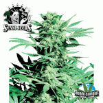Sensi Seeds Shiva Skunk