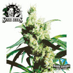 Sensi Seeds Silver Haze