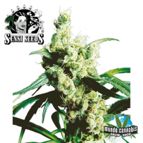 Sensi Seeds Silver Haze