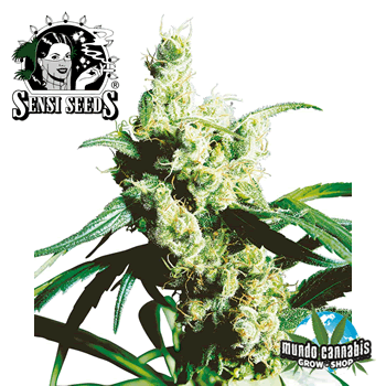Sensi Seeds Silver Haze