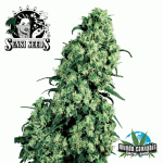Sensi Seeds Skunk 1