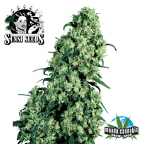 Sensi Seeds Skunk 1