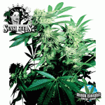 Sensi Seeds Skunk Kush