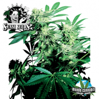 Sensi Seeds Skunk Kush