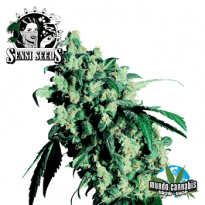 Sensi Seeds Super Skunk