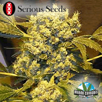 Serious Seeds Chronic