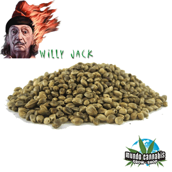 Willy Jack Firefly