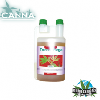 Canna Terra Vega