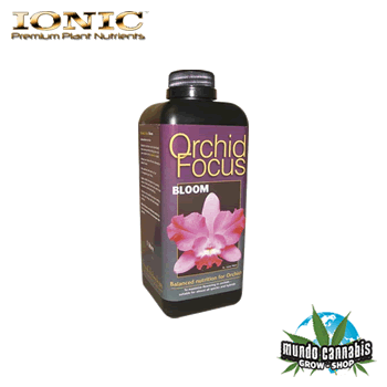 Ionic Orchid Focus Bloom